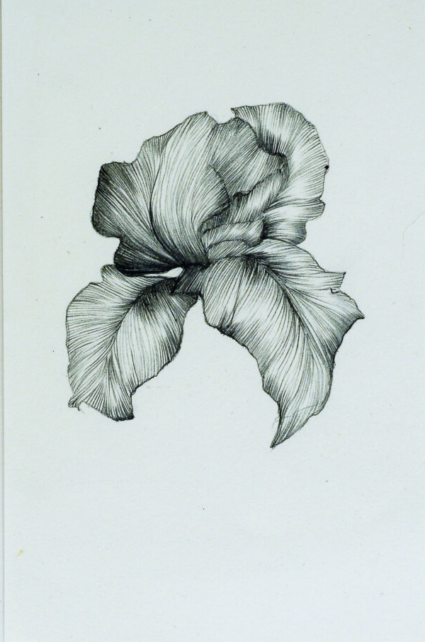 L'Iris blanc : une fleur bien particulière - Nouvel album - 26 octobre 2023